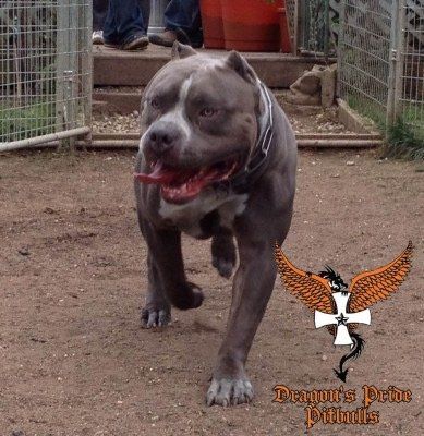 Dragons Pride pitbull steel dragon