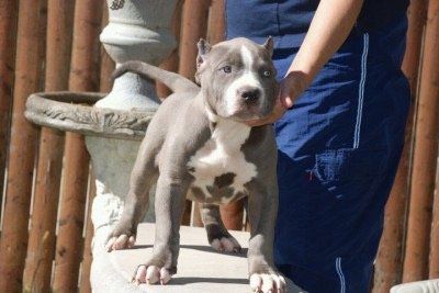 Dragons Pride pitbull steel dragon puppy stack
