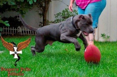 Dragons pride pitbulls Cerberus puppy