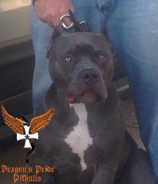 Dragons pride pitbulls Cerberus