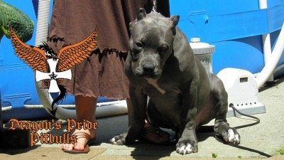 Dragons pride pitbulls Cerberus