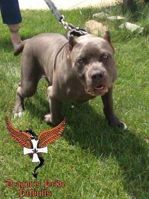 Dragons pride pitbulls Cerberus