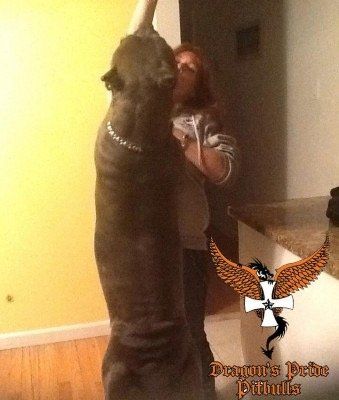 Dragons pride pitbulls Cerberus