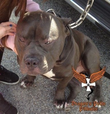 Dragons pride pitbulls Cerberus