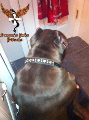 Dragons pride pitbulls Cerberus