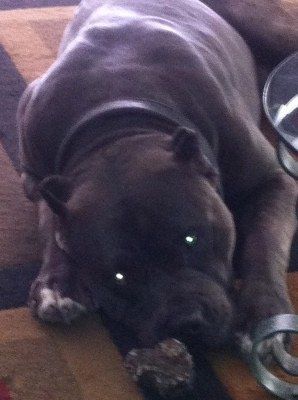 Dragons pride pitbulls Cerberus