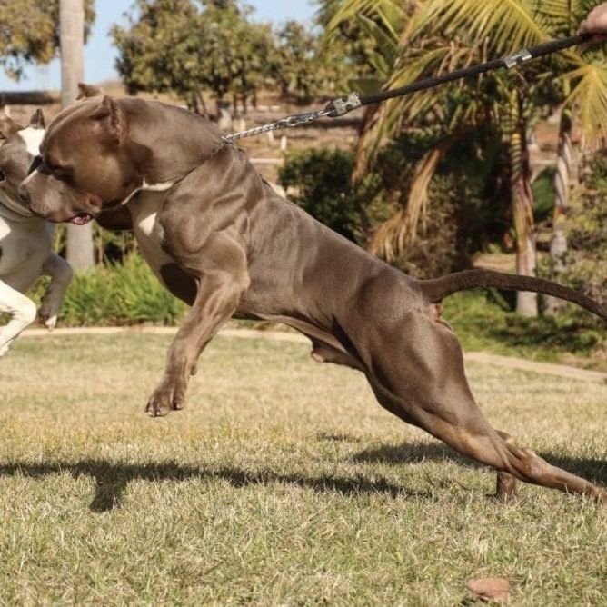 Triple Cross Sinister 