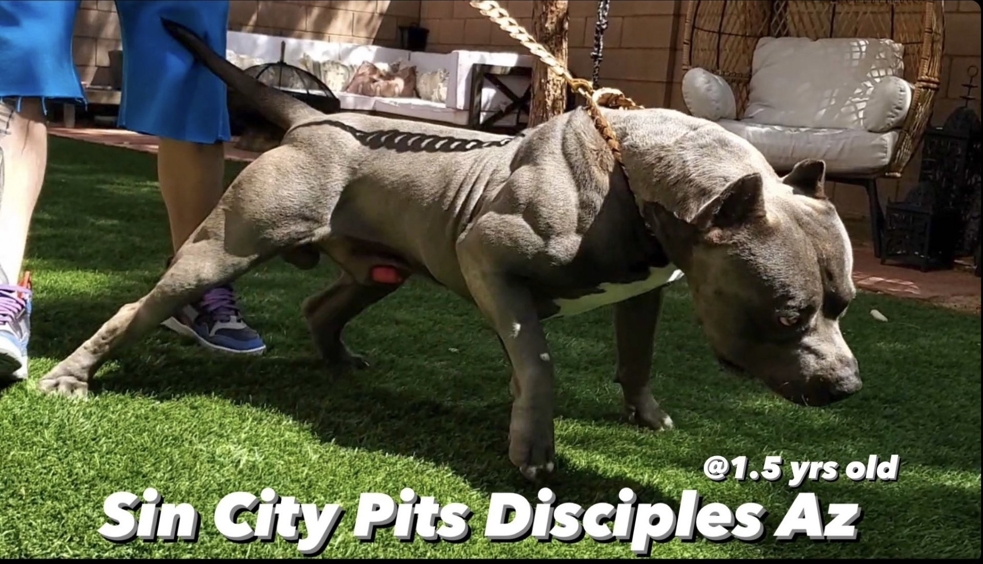 Sin City Pits Disciples Az, 1.5-year-old male American Terrier (American Pitbull Terrier)