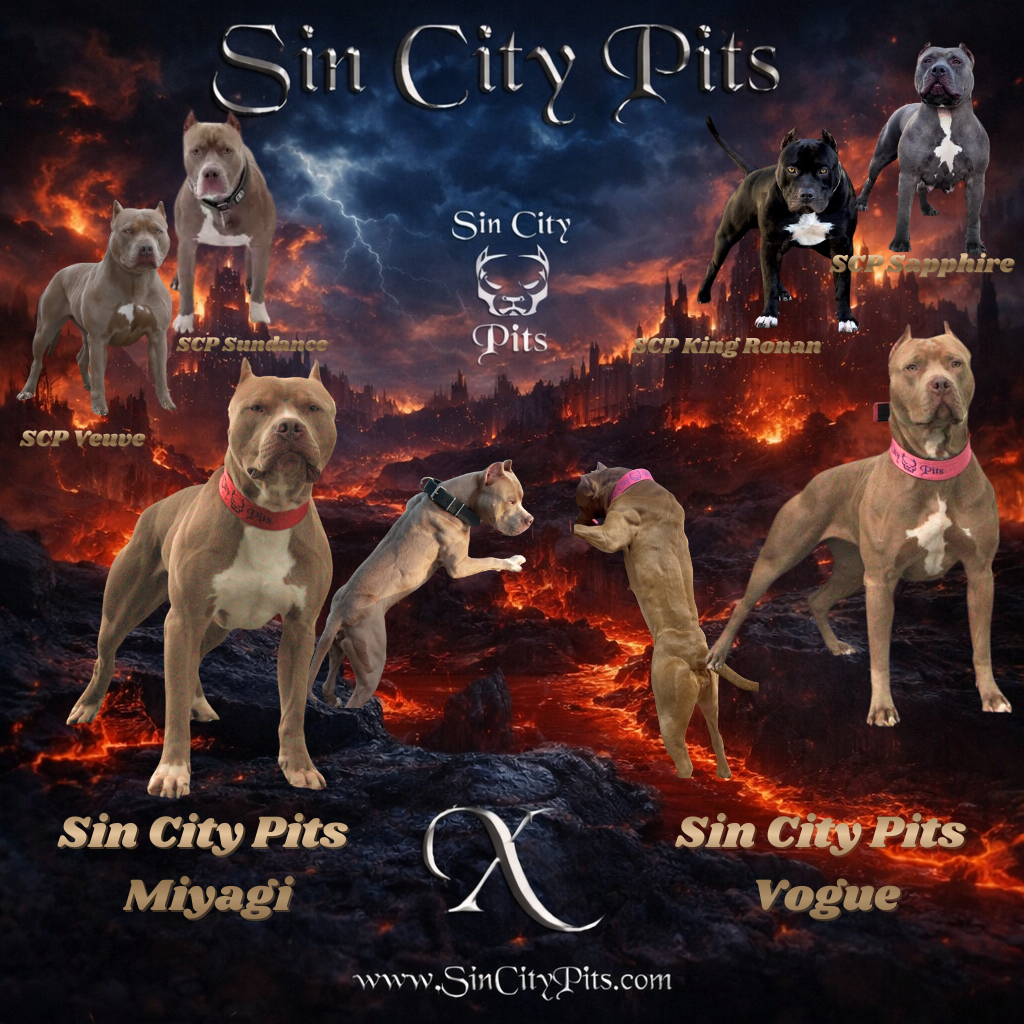 Colossus X Babz Breeding