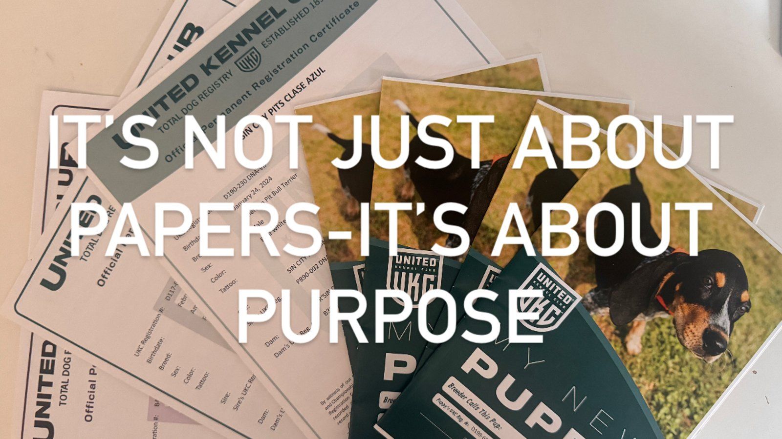 Official UKC papers and puppy packet with bold text overlay that reads: “It’s Not Just About Papers 