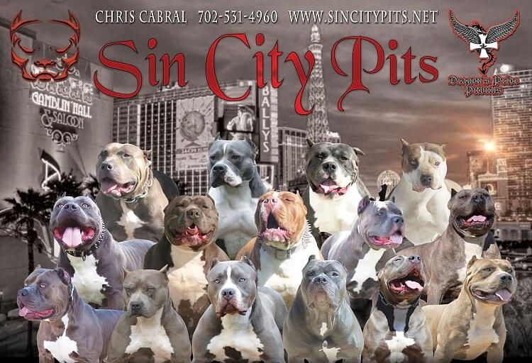 Sin City Pits Old banner of lineage for contact us 