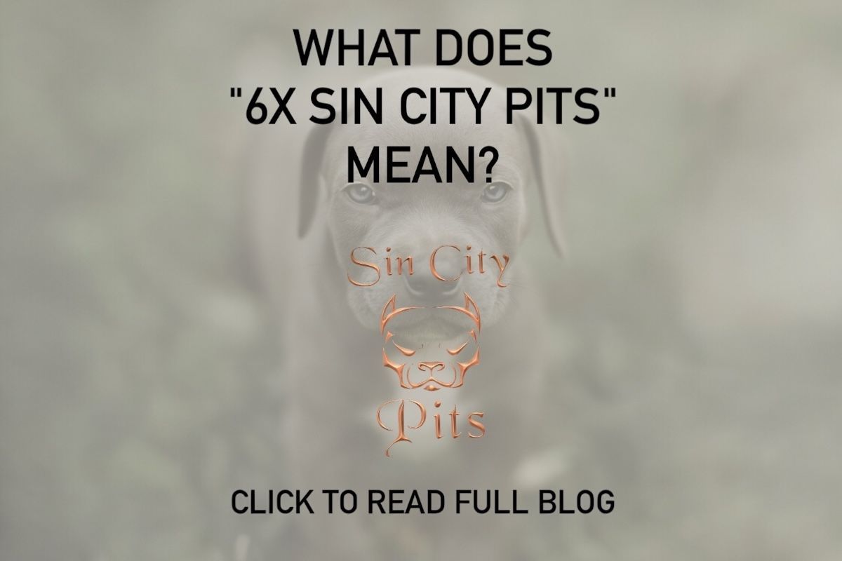Sin City Pits, Dog Breeding, American Terrier, XL Pitbull, Dog Pedigree, Proven Bloodline, Family Do