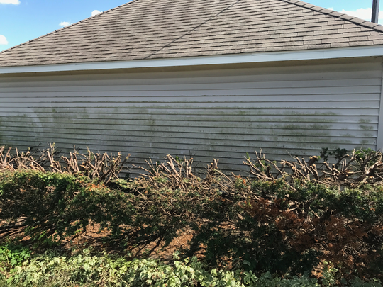 Green algae on siding of building above a row of brown bushes.