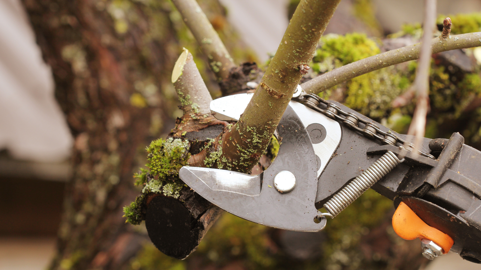 Pruning shears cutting a tree branch, with green moss visible.