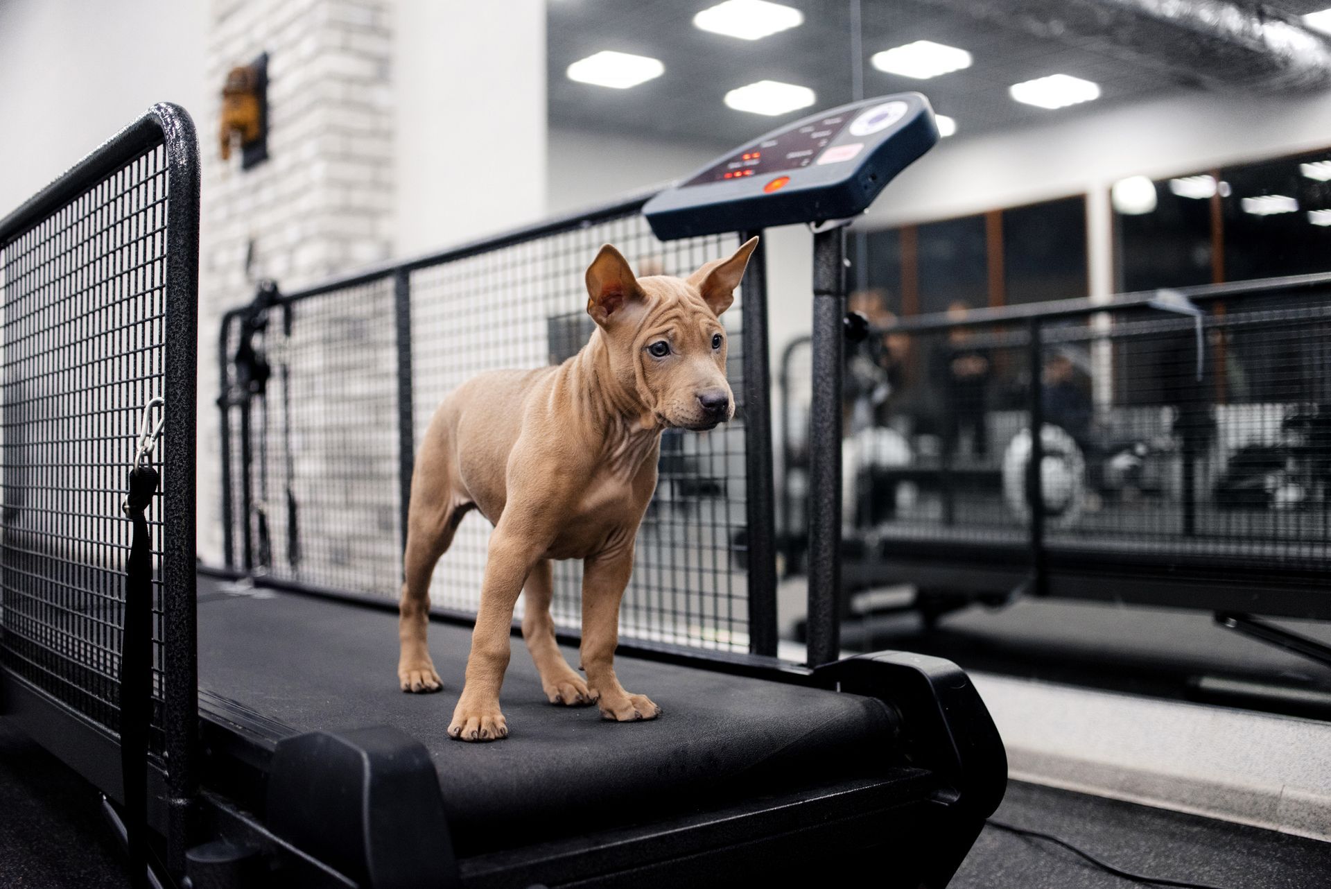 A puppy is standing on a treadmill in a gym.