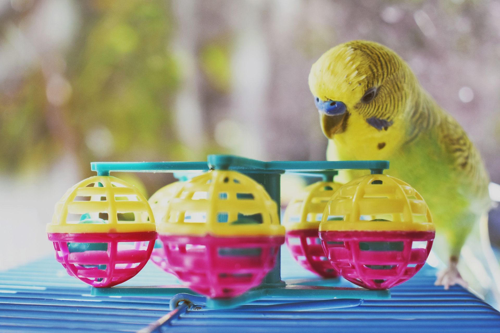 A parakeet is playing with a toy on a table.