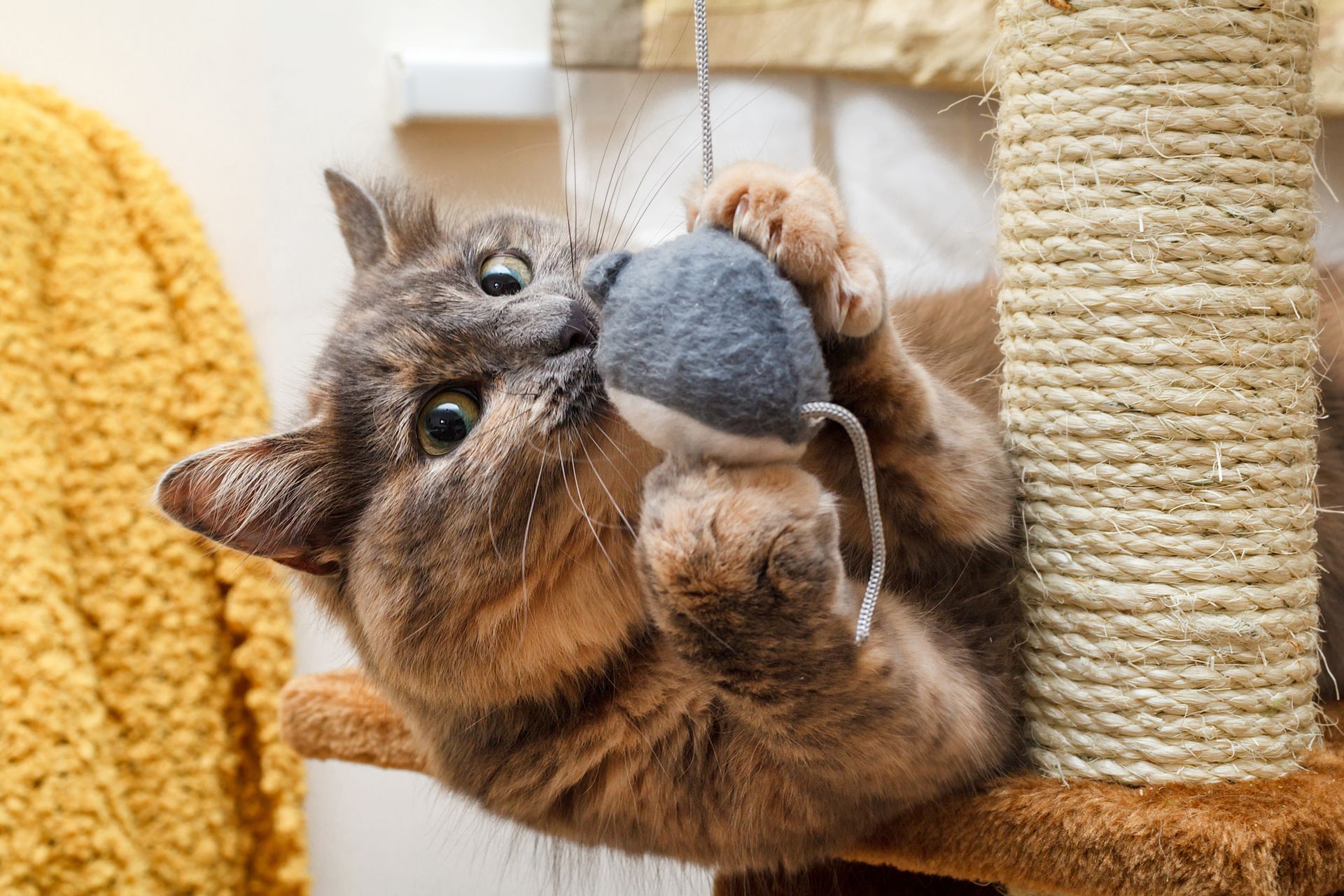A cat is playing with a toy mouse on a scratching post.