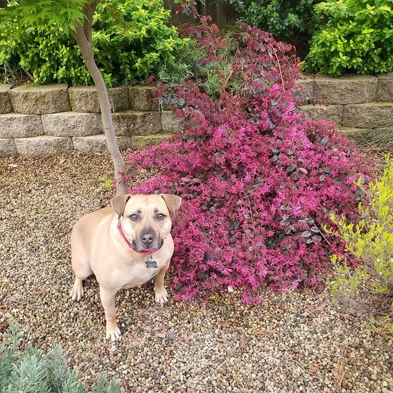 Dog Image | Bertinis German Motors