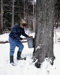 Photo of a person extracting molasses from a tree