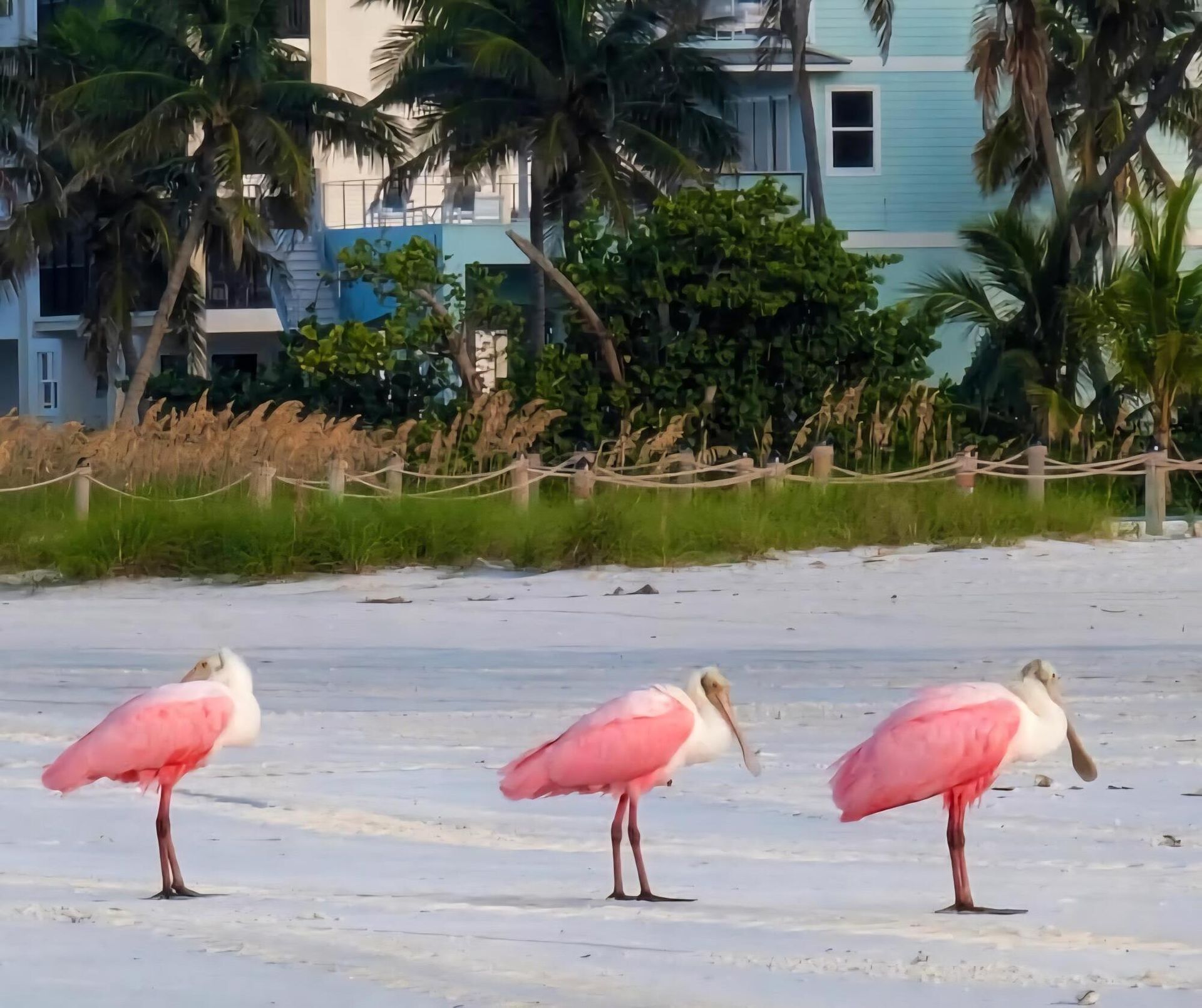Three pink roseate spoonbills stand on a sandy beach, with buildings and palm trees in the background.
