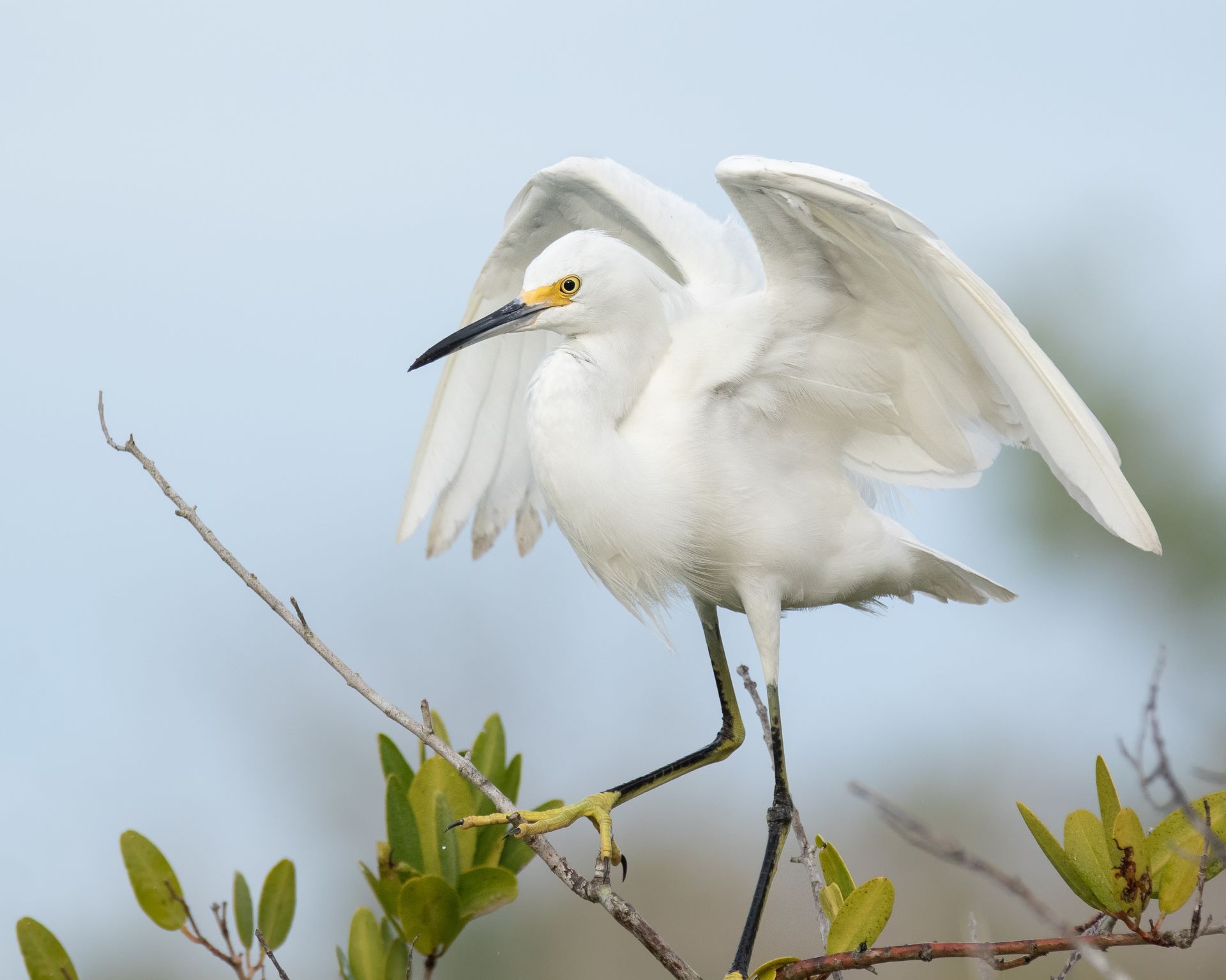 Snowy egret with white plumage and yellow feet perched on a branch, wings spread.