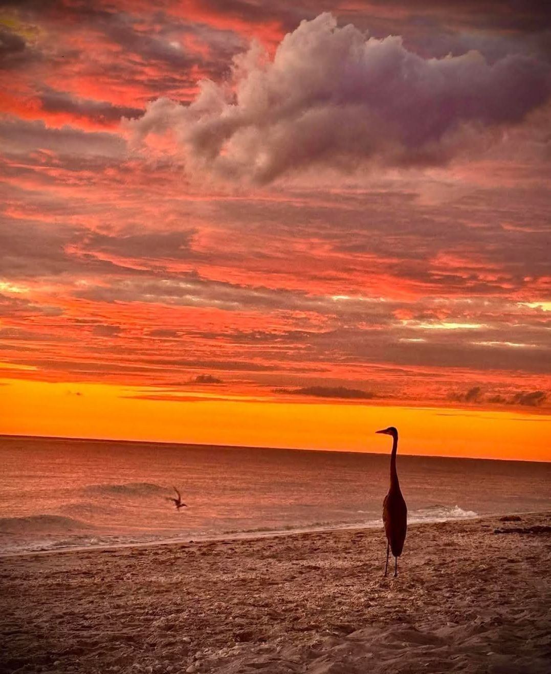Fiery sunset over ocean with a bird standing on the beach. Clouds glow orange.