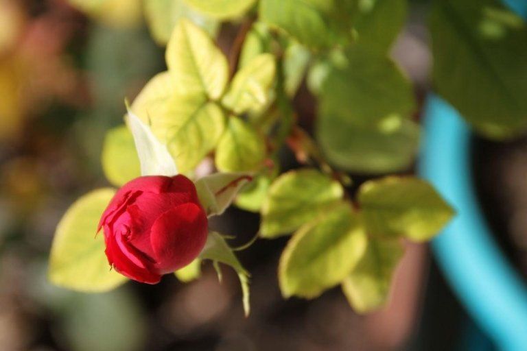 rosa rossa che sta per sbocciare
