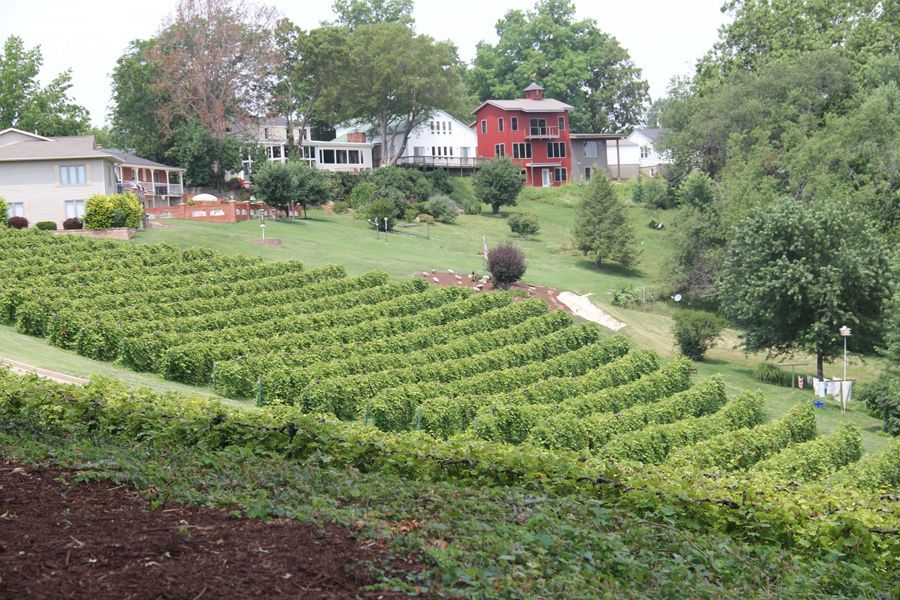 Vineyard with rows of green grapevines on a hillside; houses and trees in the background.