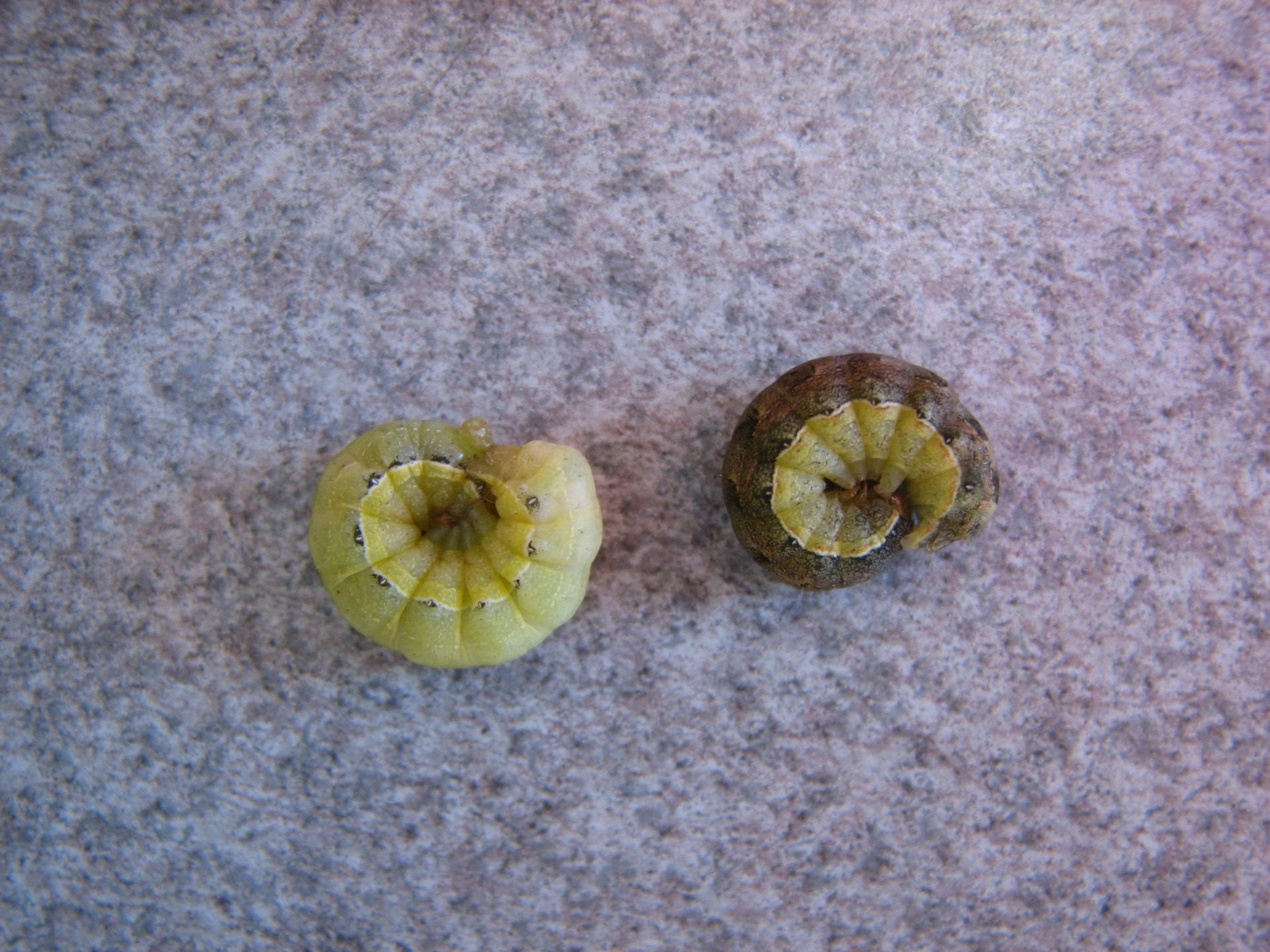 Canola being straight-cut or direct combined.