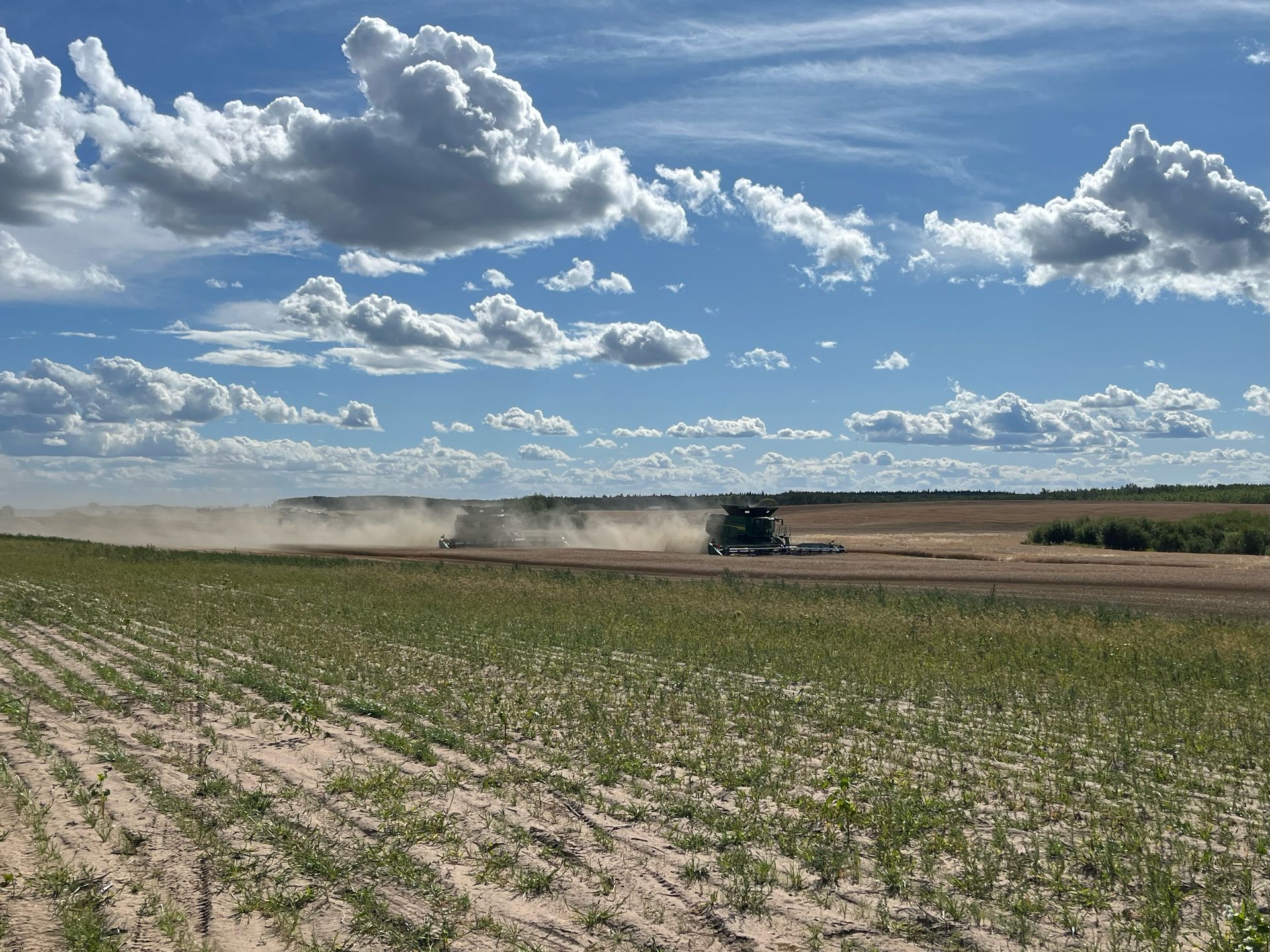 Canola being swathed