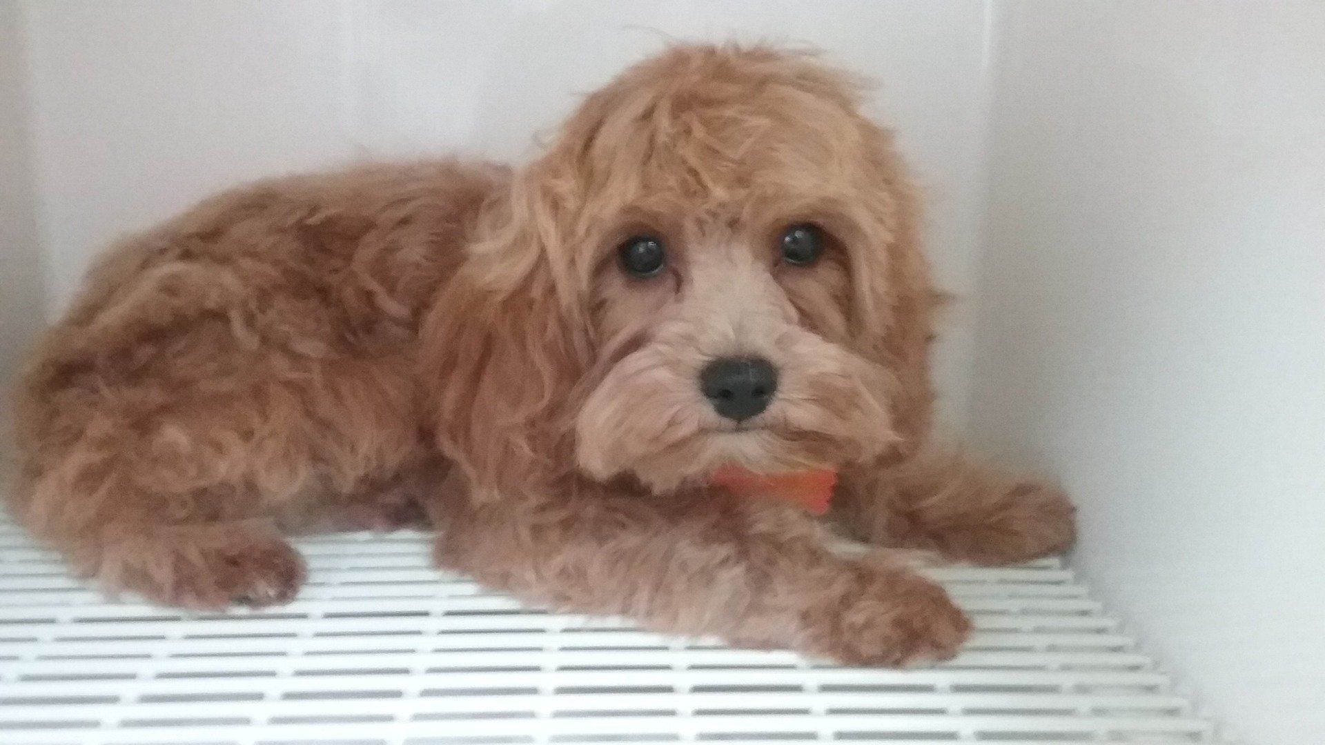 Puppy Resting — Mountville, PA — Renee’s Pet Grooming