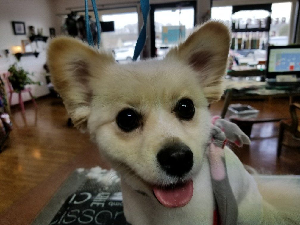 Puppy — Mountville, PA — Renee’s Pet Grooming