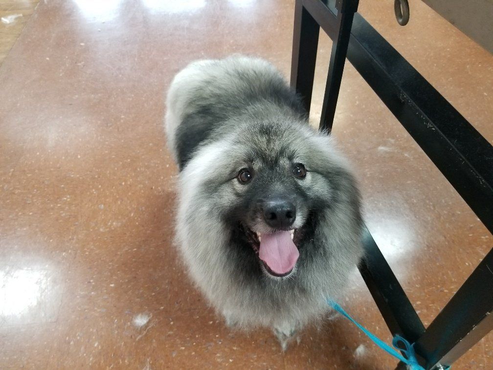 Furry Dog — Mountville, PA — Renee’s Pet Grooming