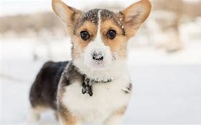 Woman Carrying Dog — Mountville, PA — Renee’s Pet Grooming