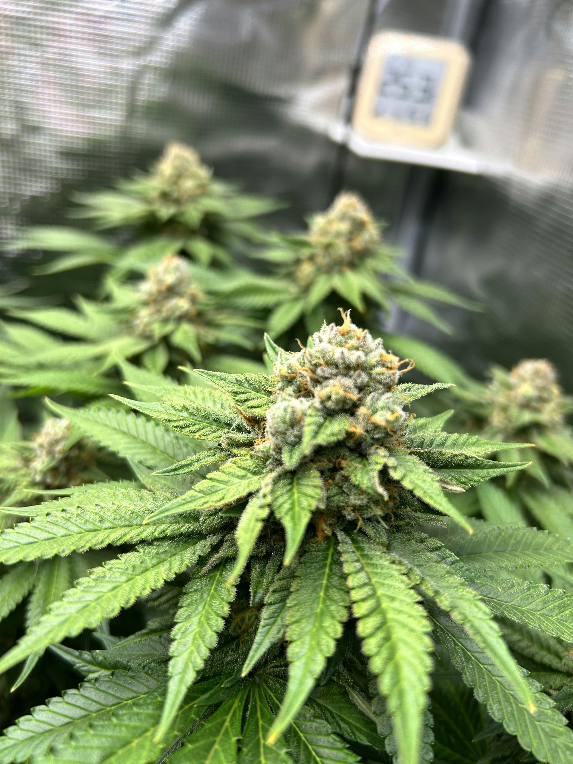 Cannabis plants with dense, budding flowers growing in an indoor setup with a digital temperature display nearby.