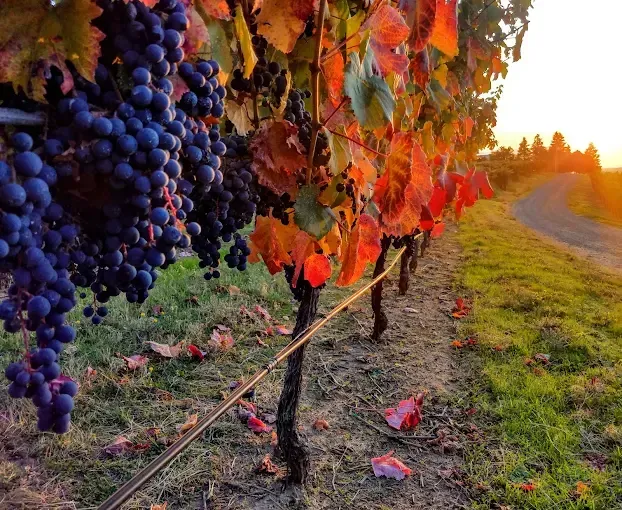 A bunch of grapes hanging from a vine in a vineyard.