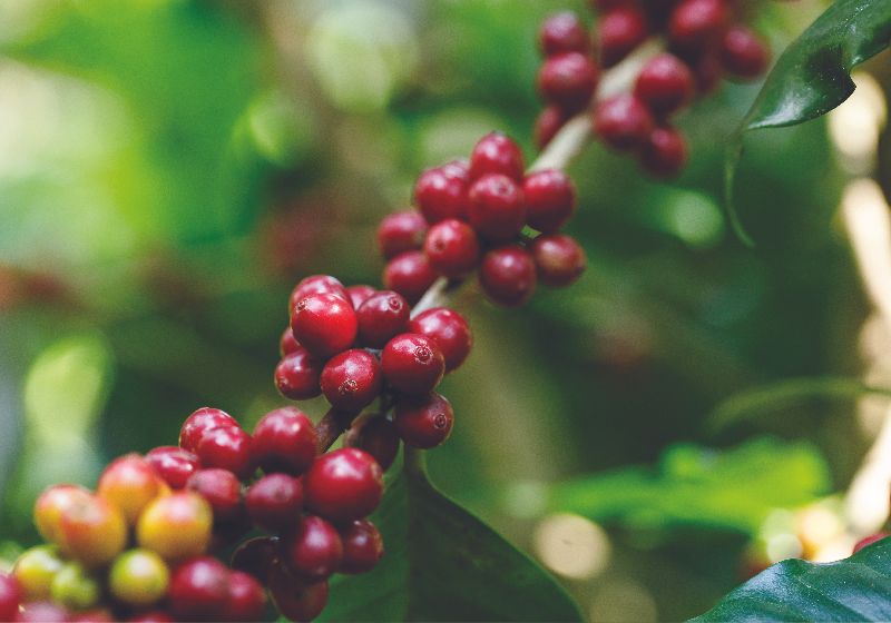 Un montón de granos de café rojos creciendo en la rama de un árbol.