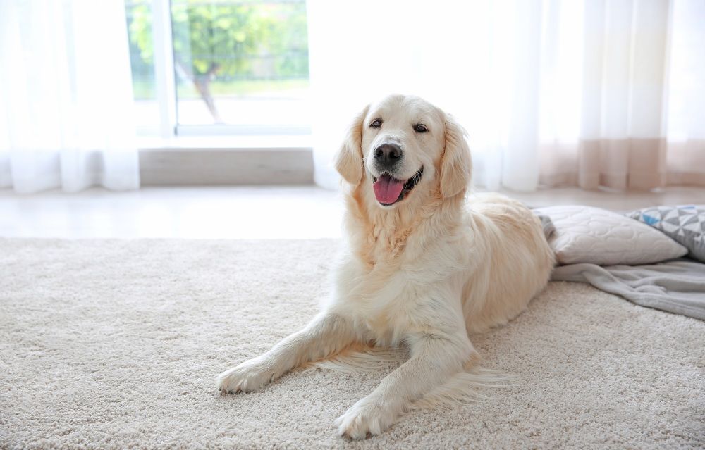Man painting a wall with roller; woman near him, both indoors. Man painting a wall with roller; woman near him, both indoors.