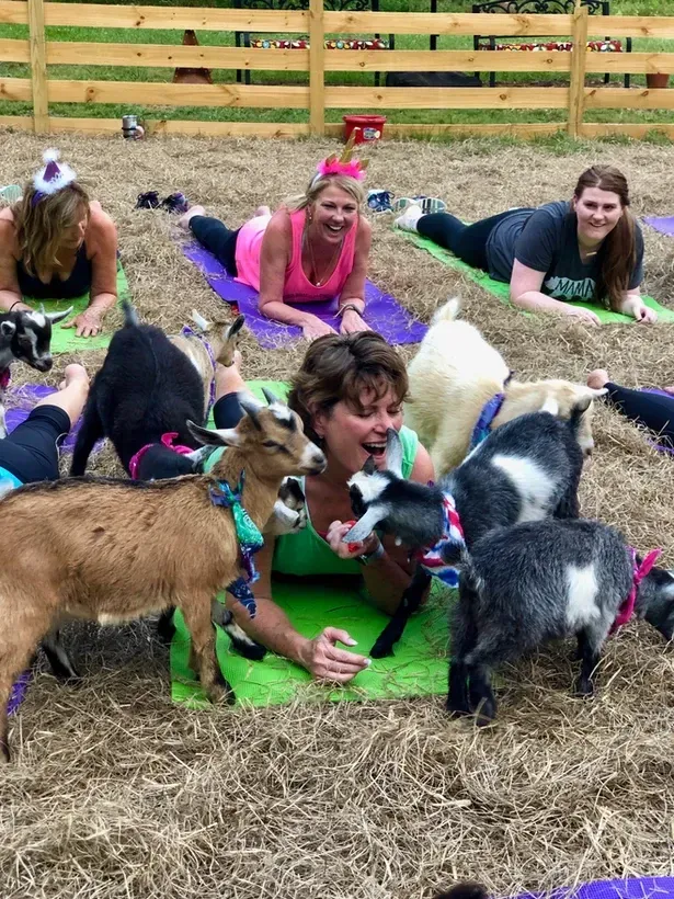 A group of women are doing yoga with goats.