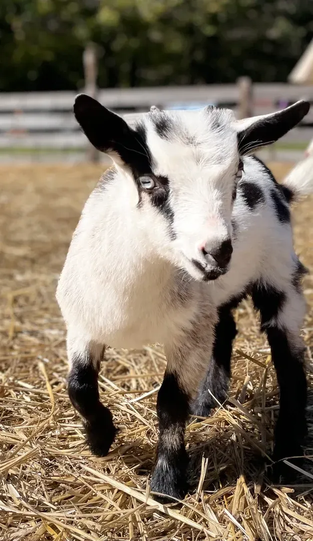 A black and white baby goat is standing in a pile of hay.