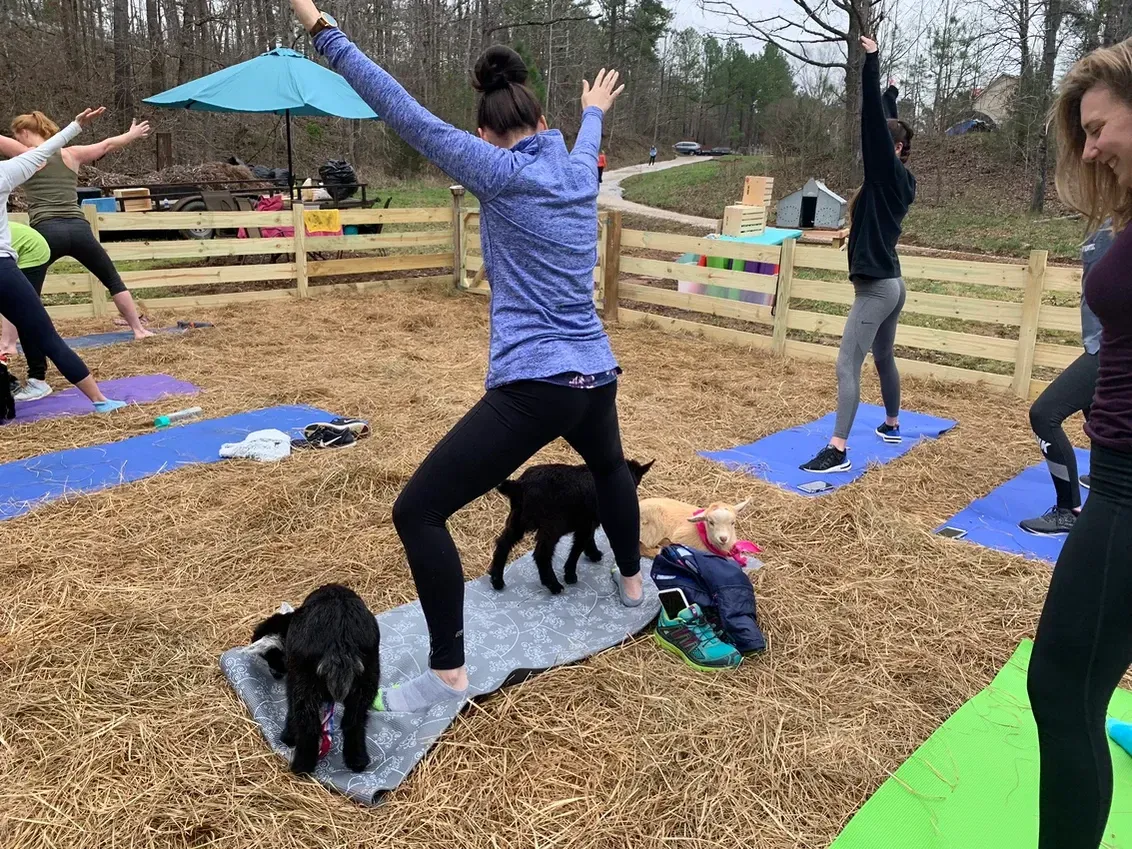 A group of people are doing yoga with their dogs.