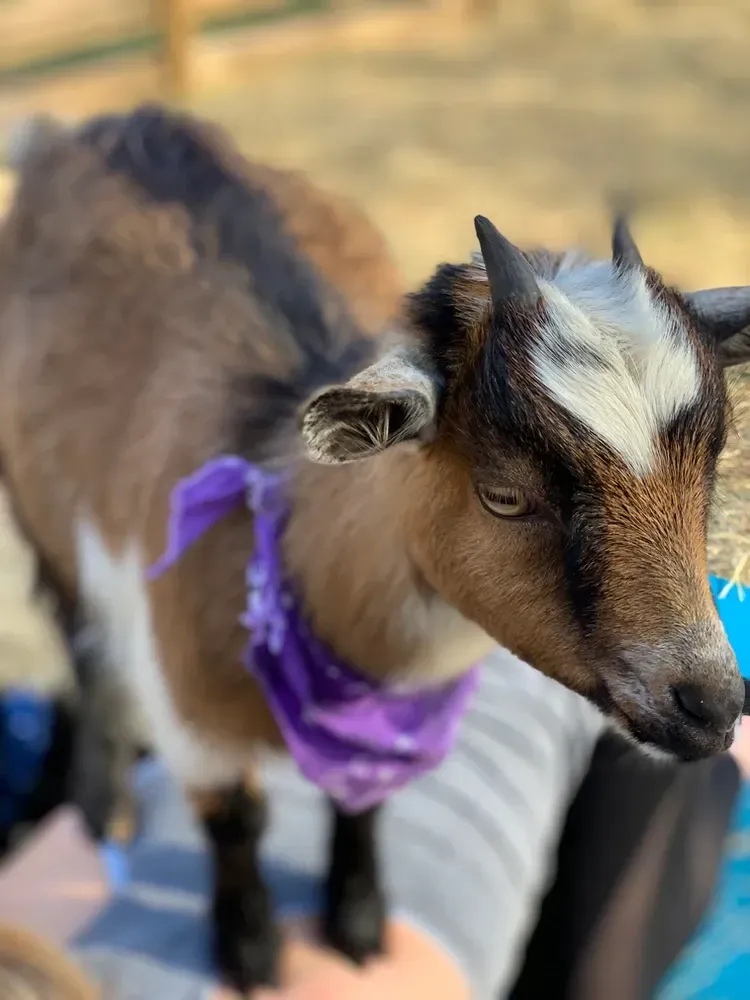 A goat wearing a purple bandana is standing next to a person.