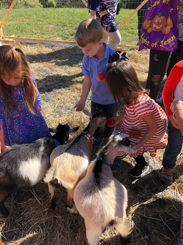 A group of children are petting a goat in a pen.