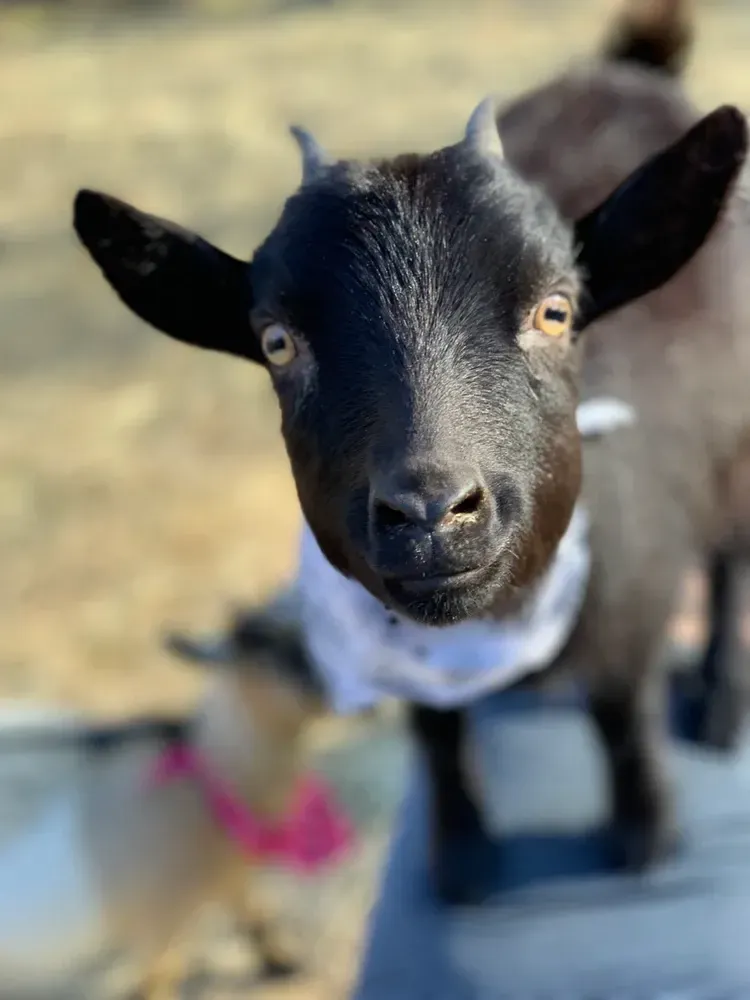 A close up of a black goat wearing a white scarf