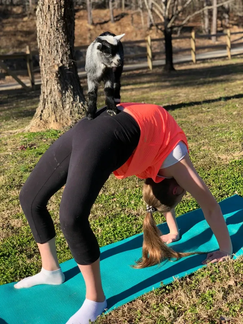 A woman is doing a yoga pose with a goat on her back.