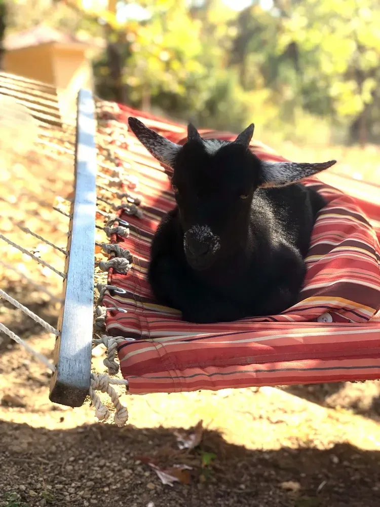 A black goat is laying in a hammock.