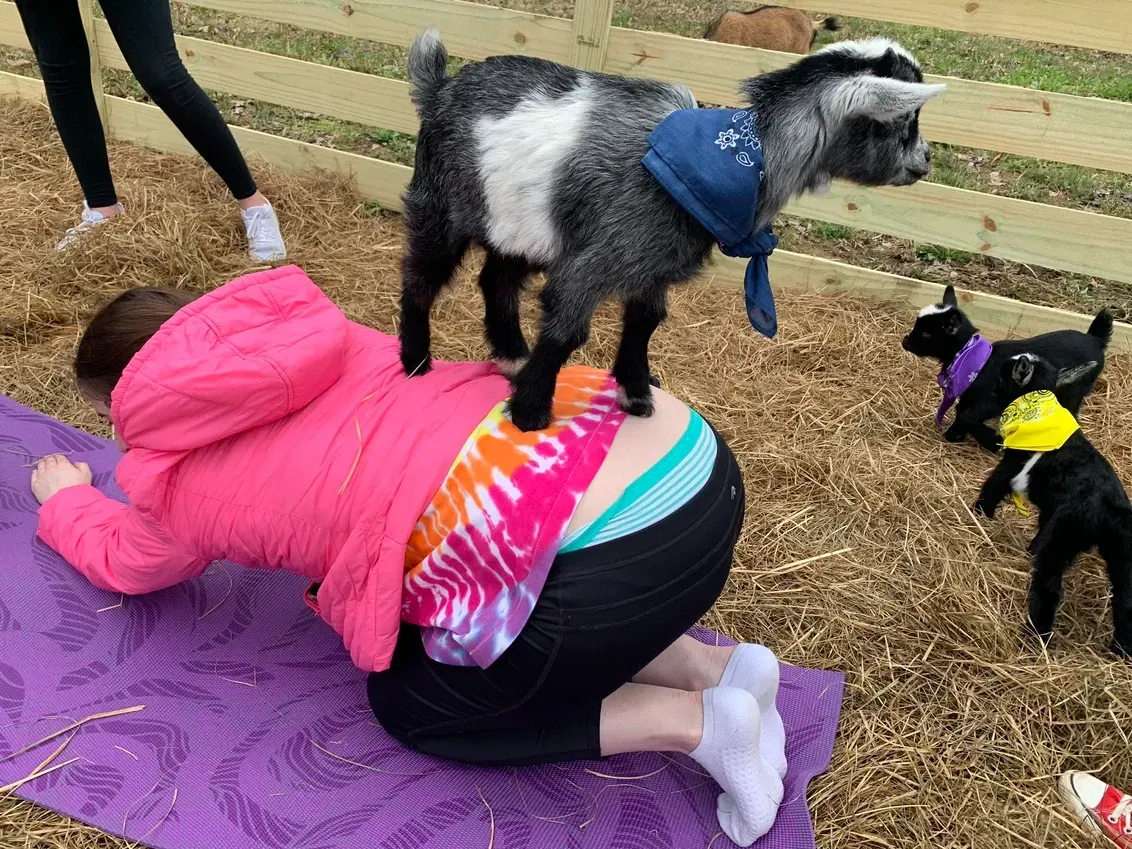 A woman is doing yoga with a goat on her back.