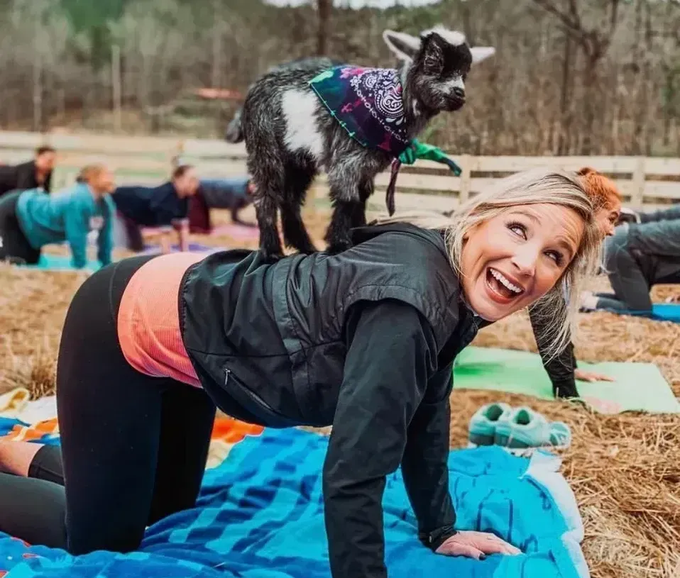 A woman is doing yoga with a goat on her back.