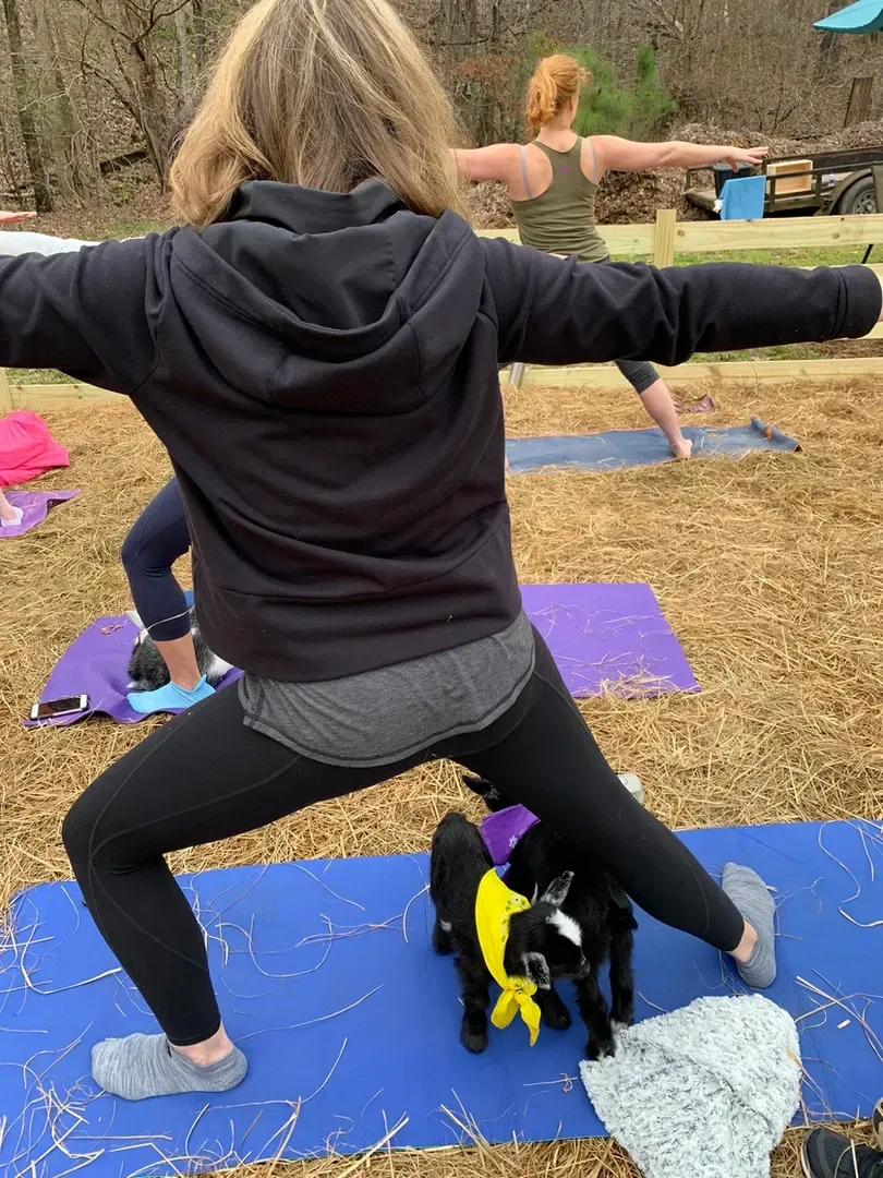 A woman is doing yoga with two goats on a yoga mat.
