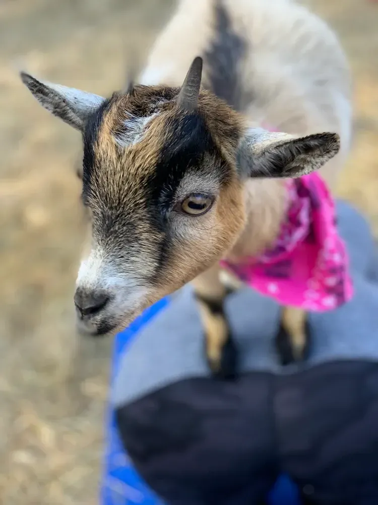 A close up of a goat wearing a pink bandana.